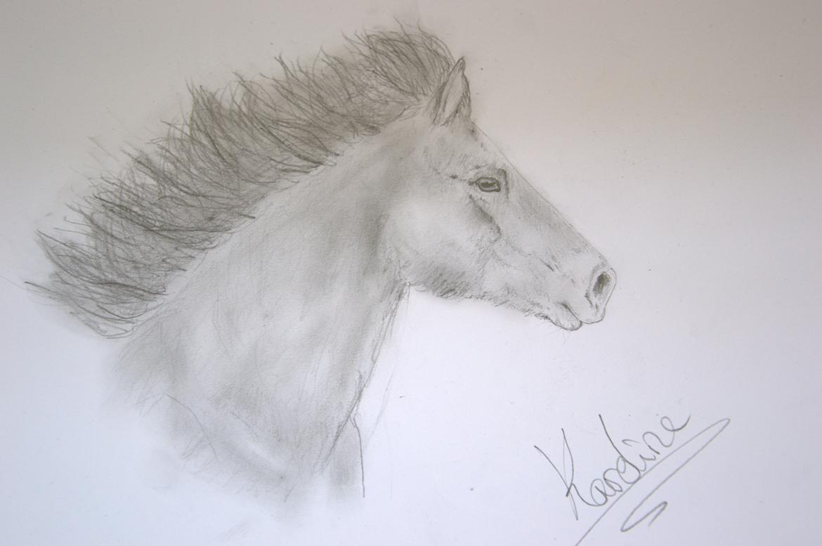 Mine tegninger:) - efter billede af min egen hest (2013) billede 11