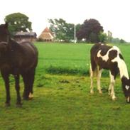 kender du denne pinto hoppe