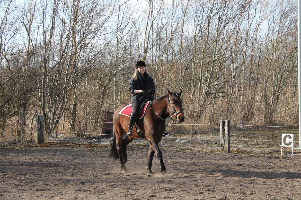 Vores billedebog. - Første gang i 7 måneder jeg sidder på min hest og skridter ham <3 billede 80