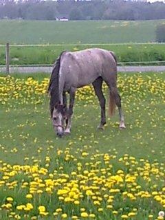 forskellige billeder af Fantasy<3 billede 1