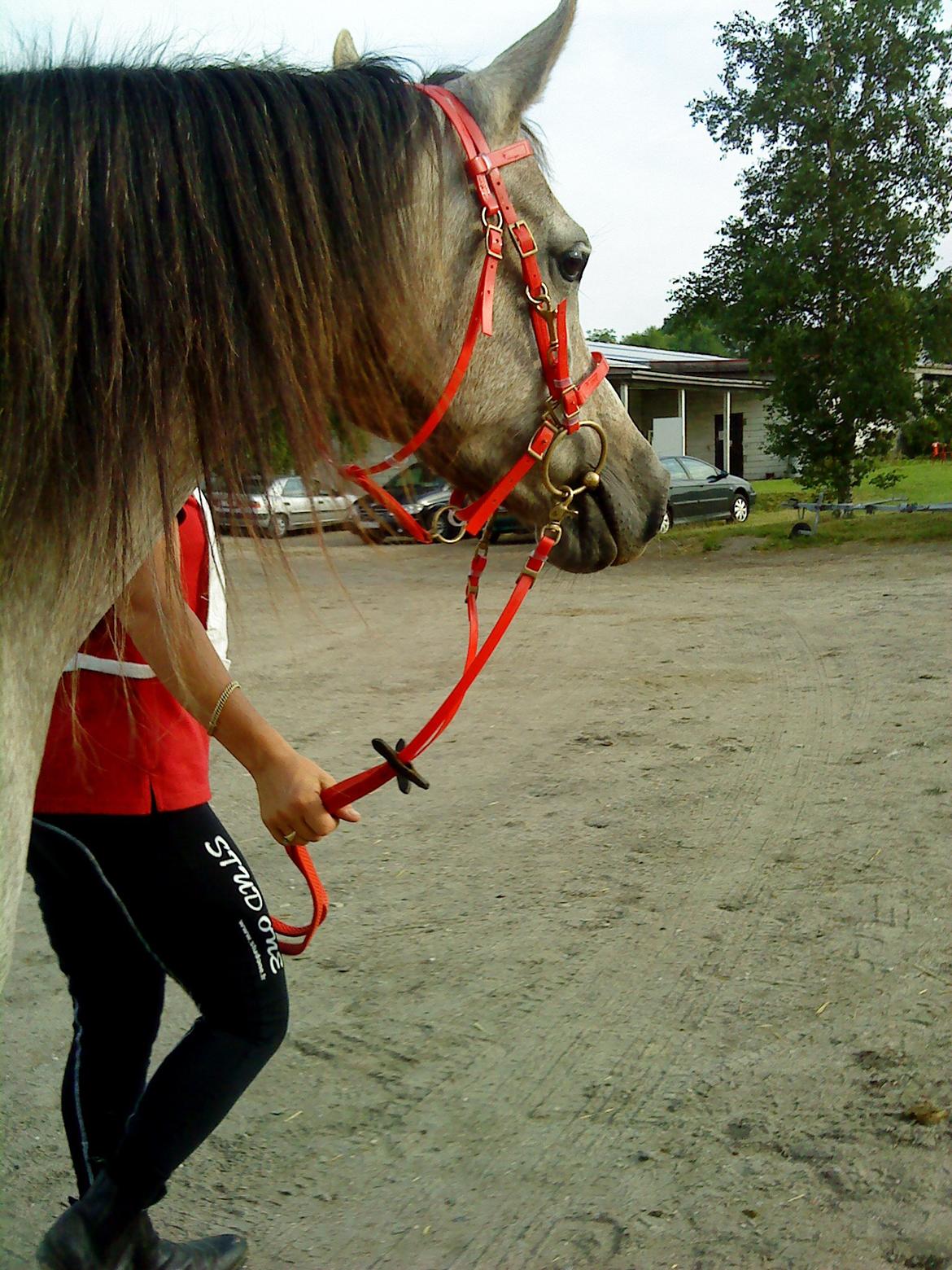 forskellige billeder af Fantasy<3 - Fantasy til distance:-) billede 2