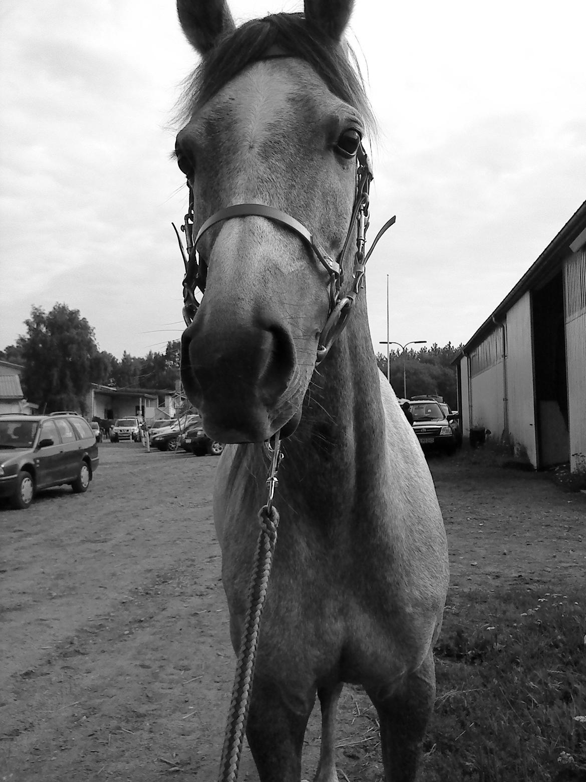 forskellige billeder af Fantasy<3 billede 4