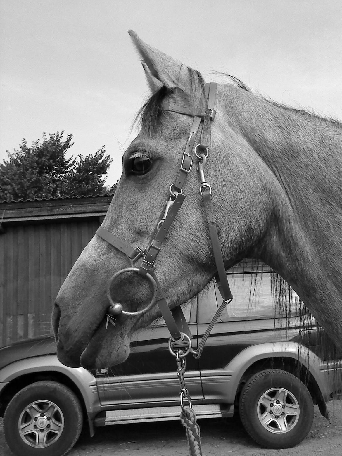 forskellige billeder af Fantasy<3 billede 5