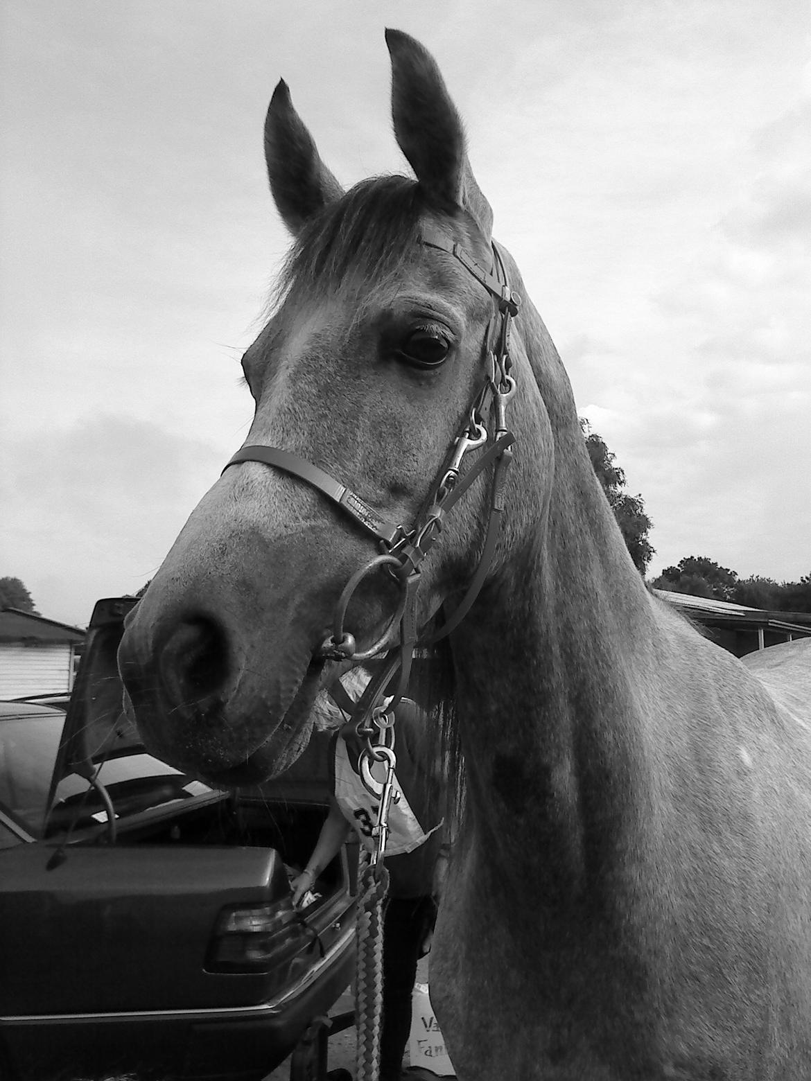 forskellige billeder af Fantasy<3 billede 6