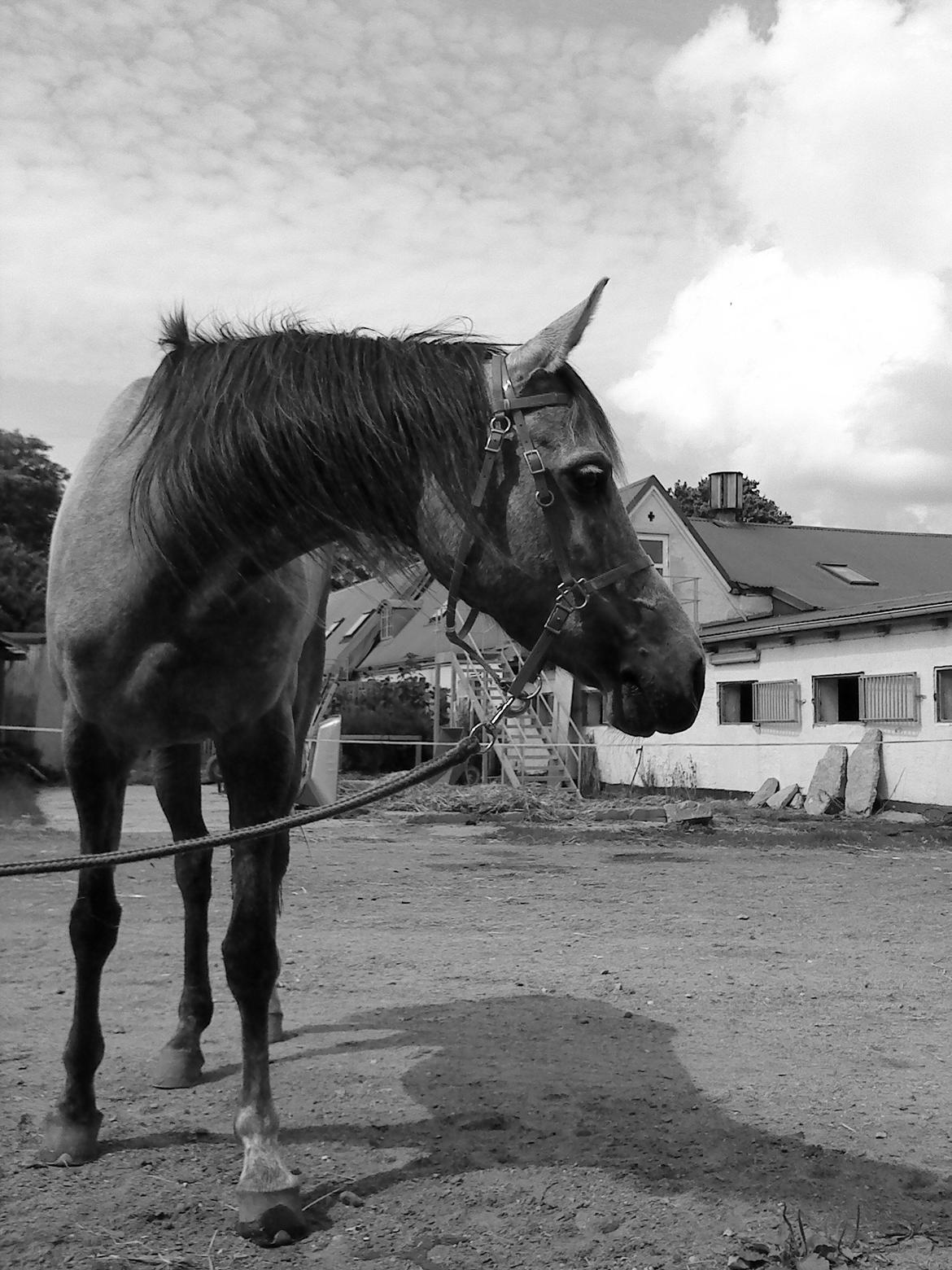 forskellige billeder af Fantasy<3 billede 7