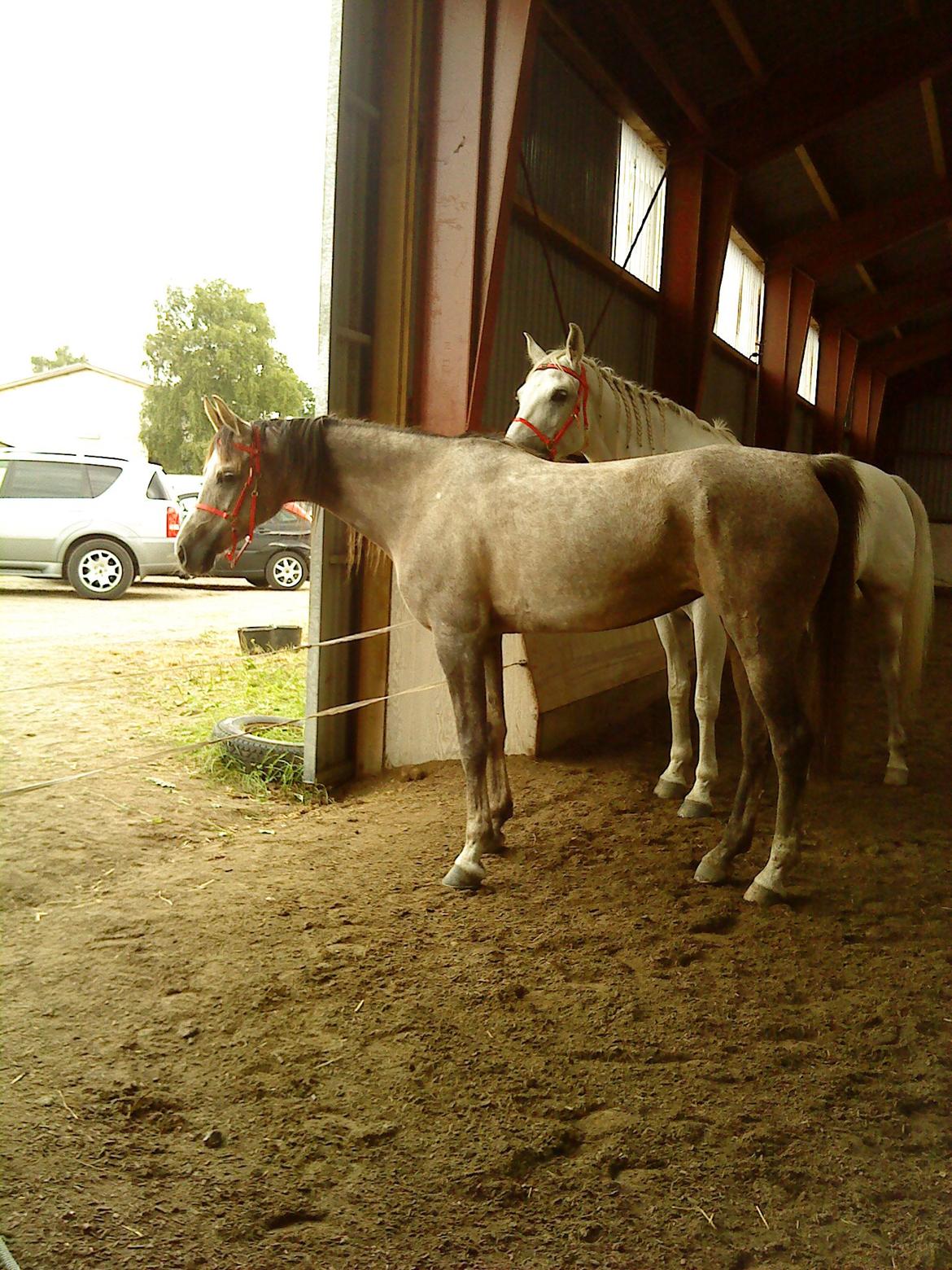 forskellige billeder af Fantasy<3 - Fantasy og sharie de to skønne heste!<3 billede 8