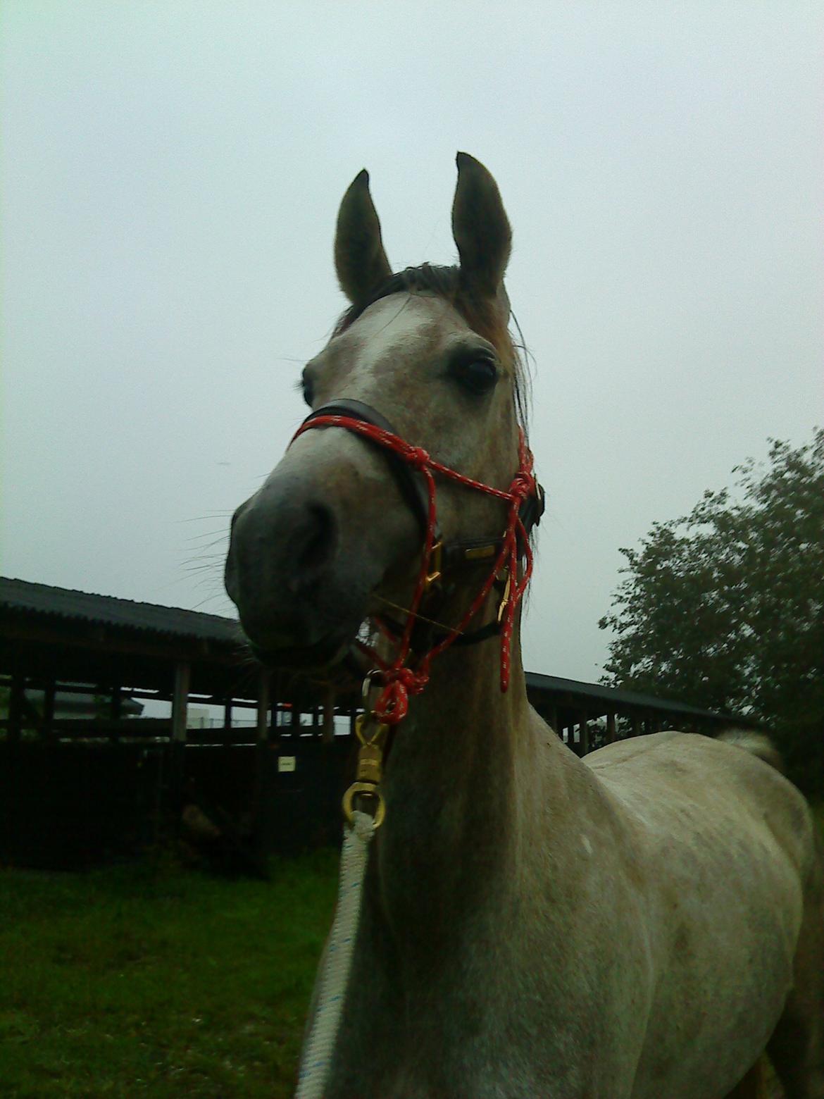 forskellige billeder af Fantasy<3 billede 14