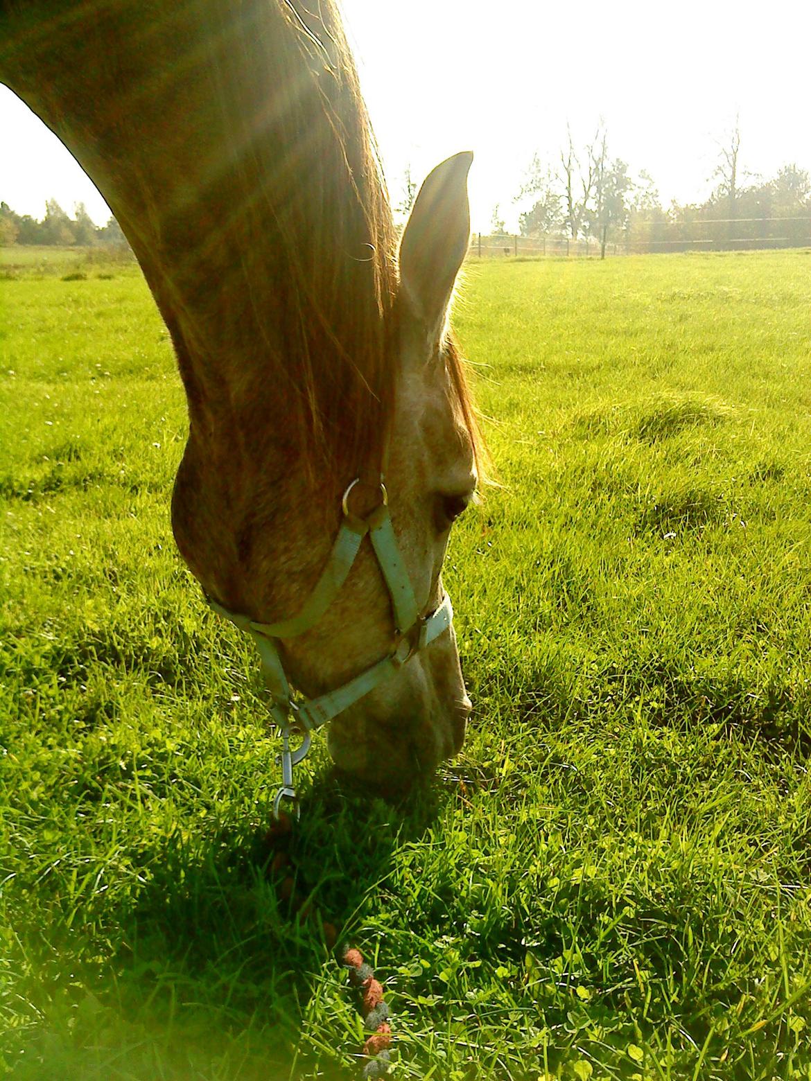 forskellige billeder af Fantasy<3 billede 16