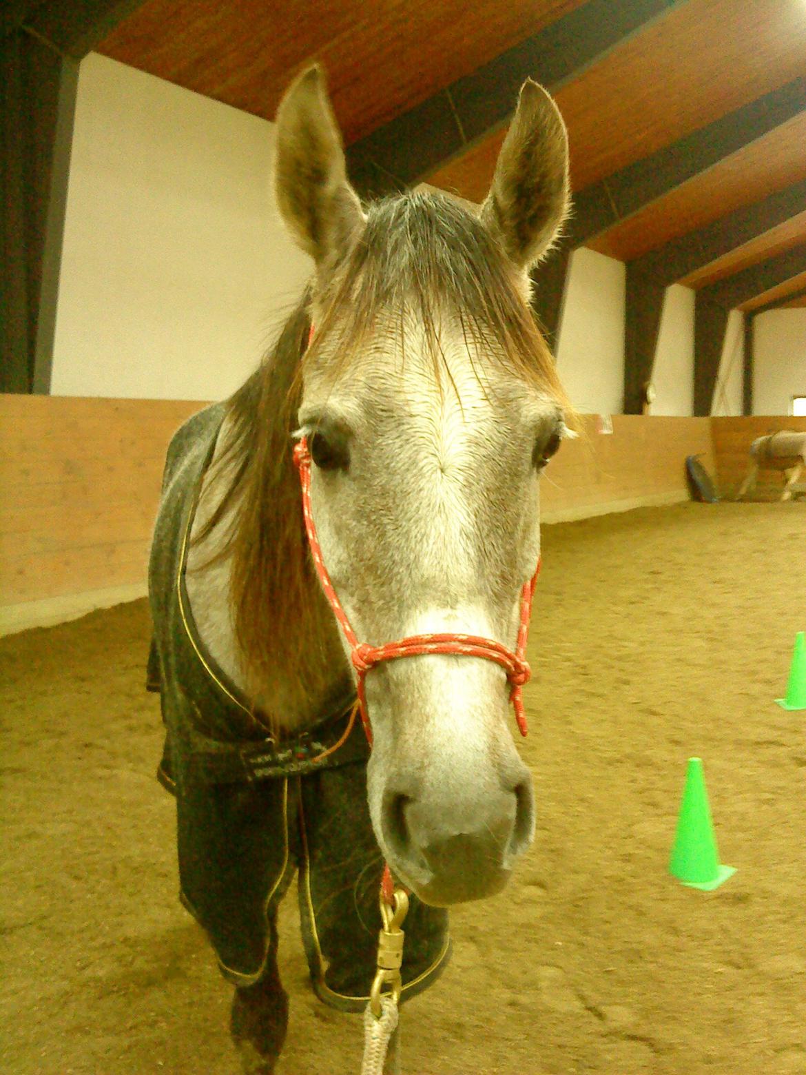 forskellige billeder af Fantasy<3 - fantasy og jeg træner horsmanship<3 billede 18