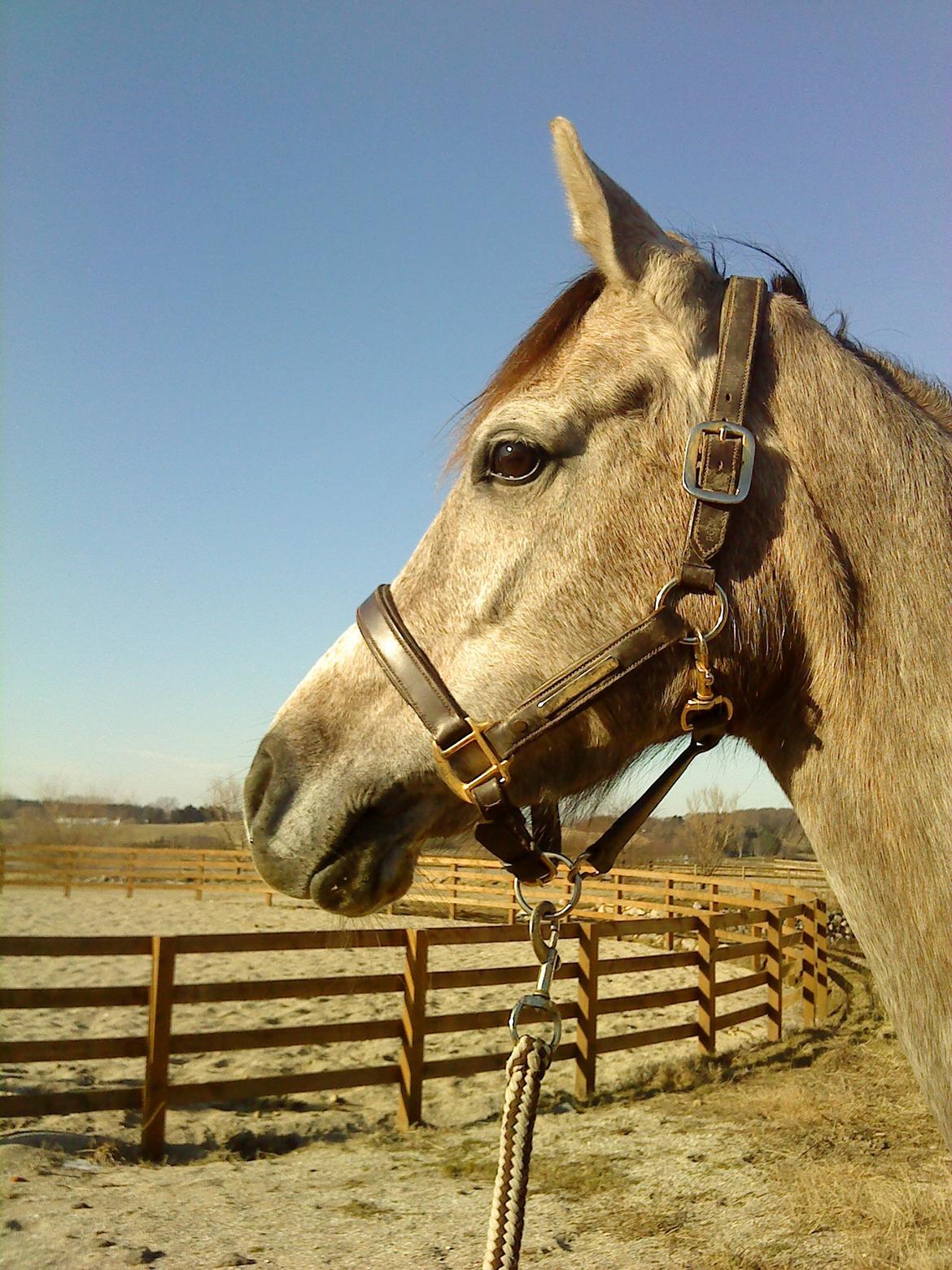 forskellige billeder af Fantasy<3 billede 23