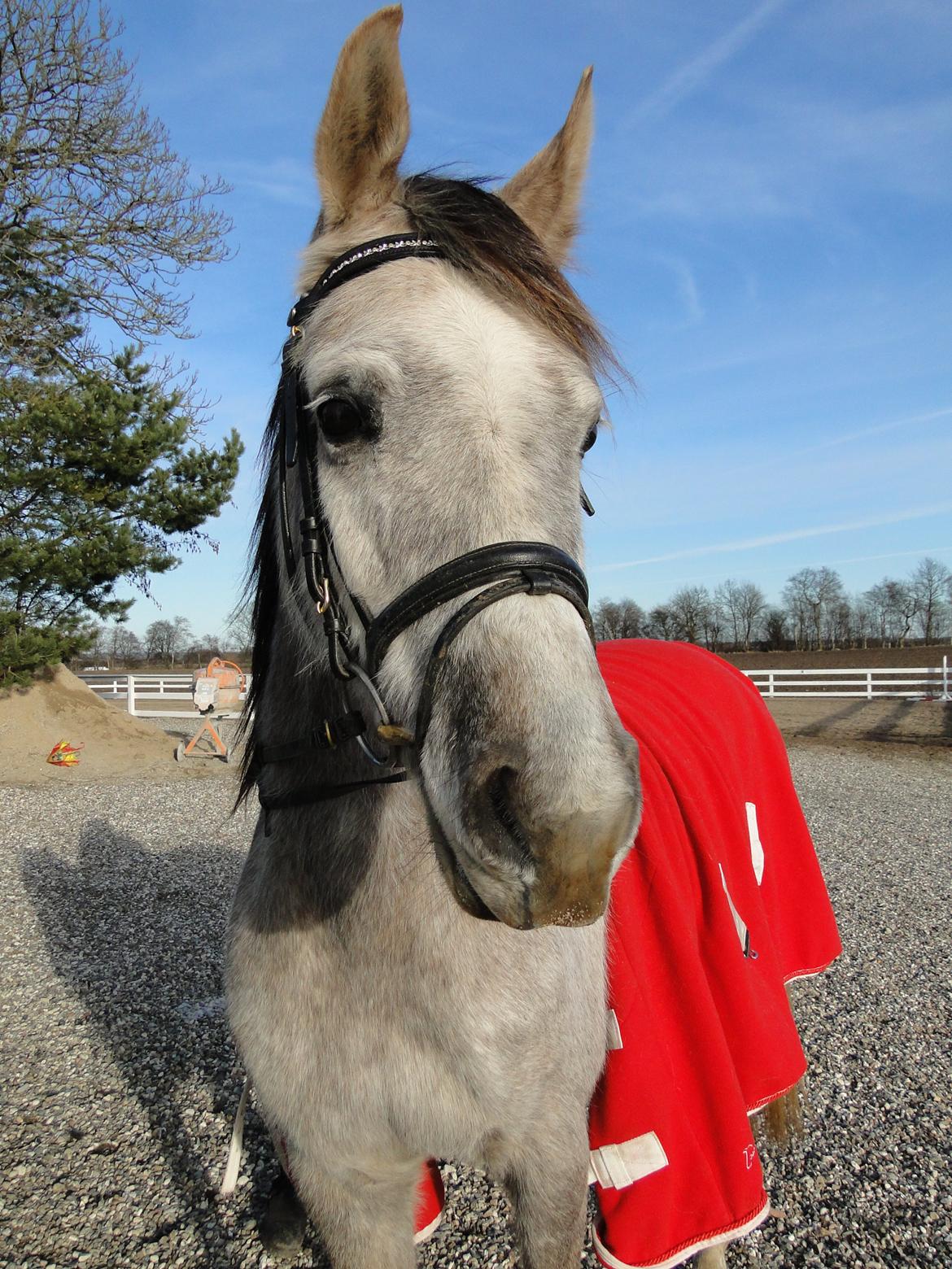 forskellige billeder af Fantasy<3 billede 25