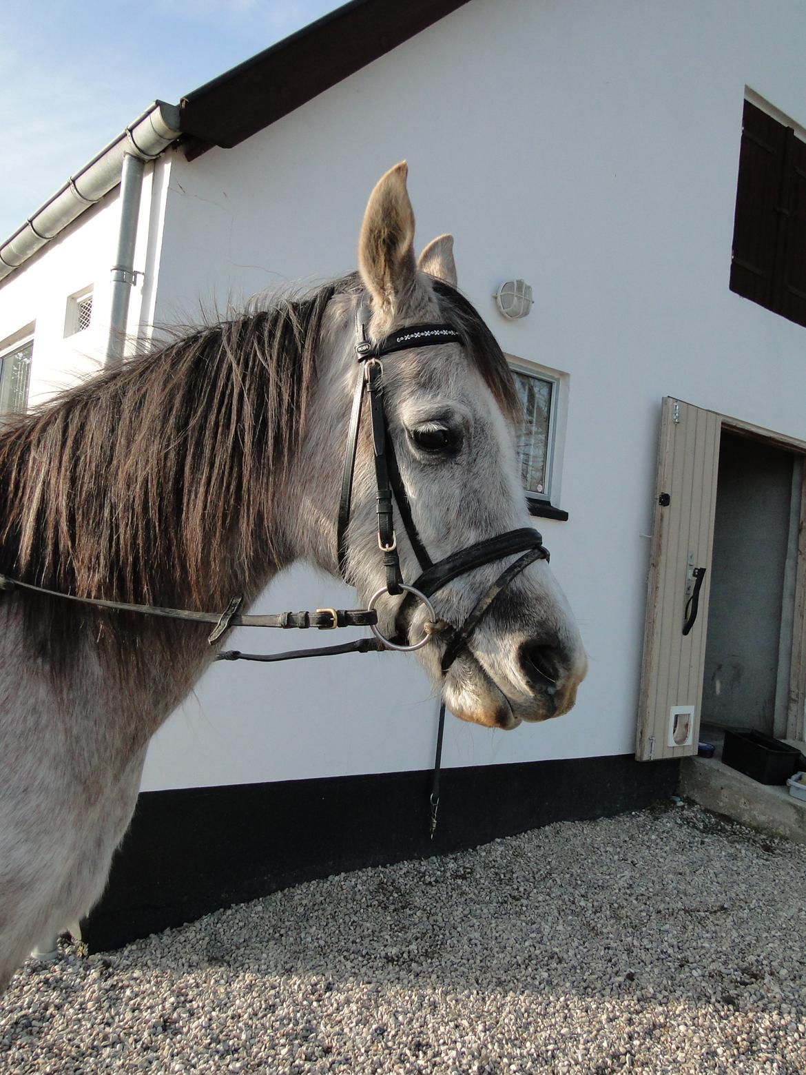 forskellige billeder af Fantasy<3 billede 29