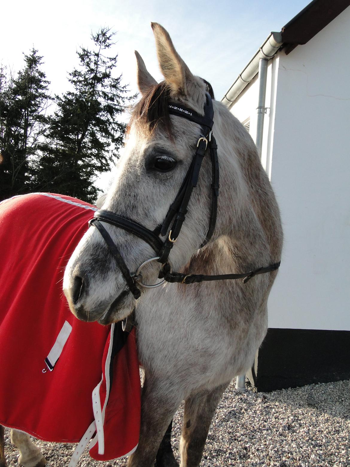 forskellige billeder af Fantasy<3 billede 30