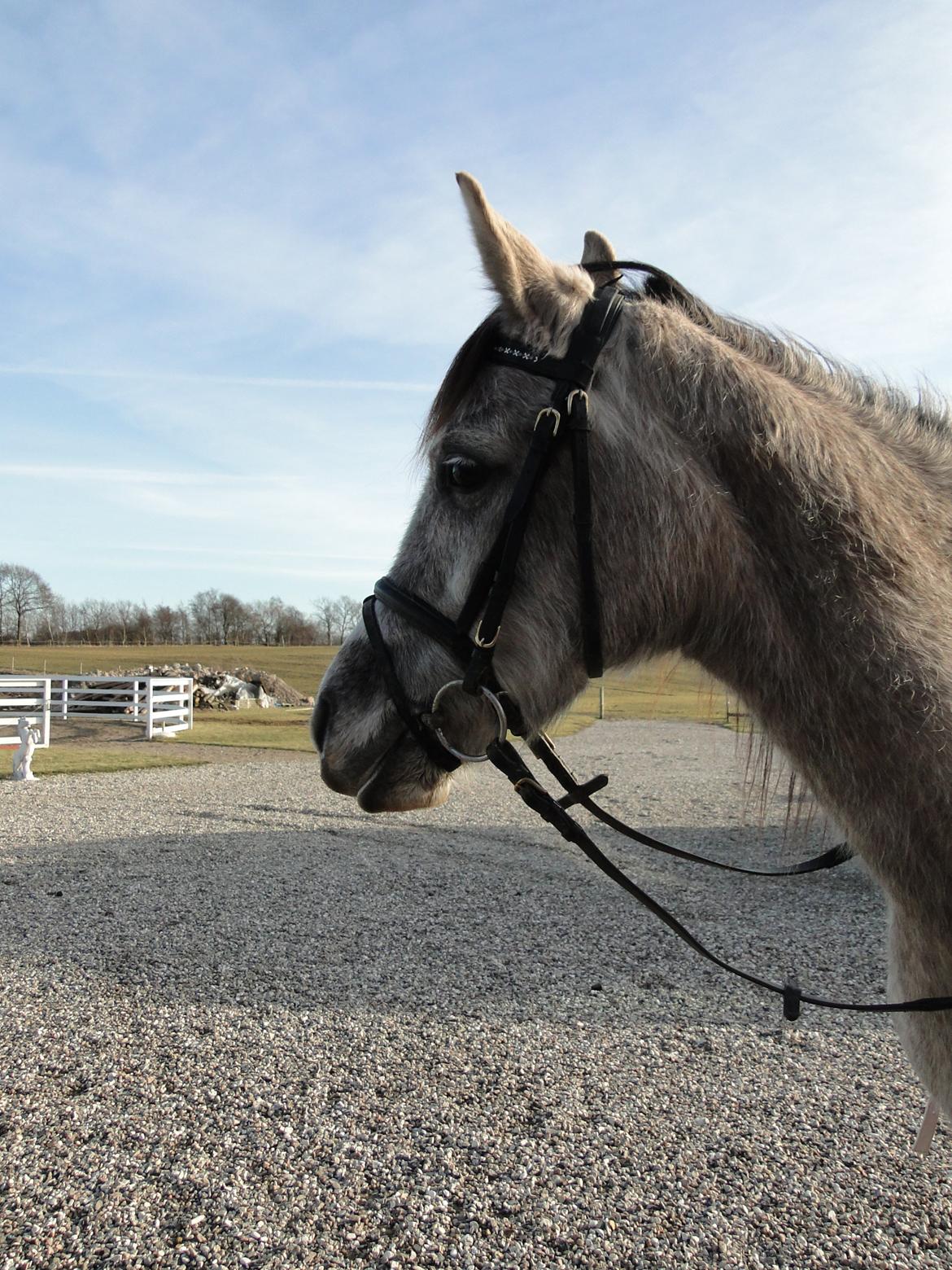 forskellige billeder af Fantasy<3 billede 31