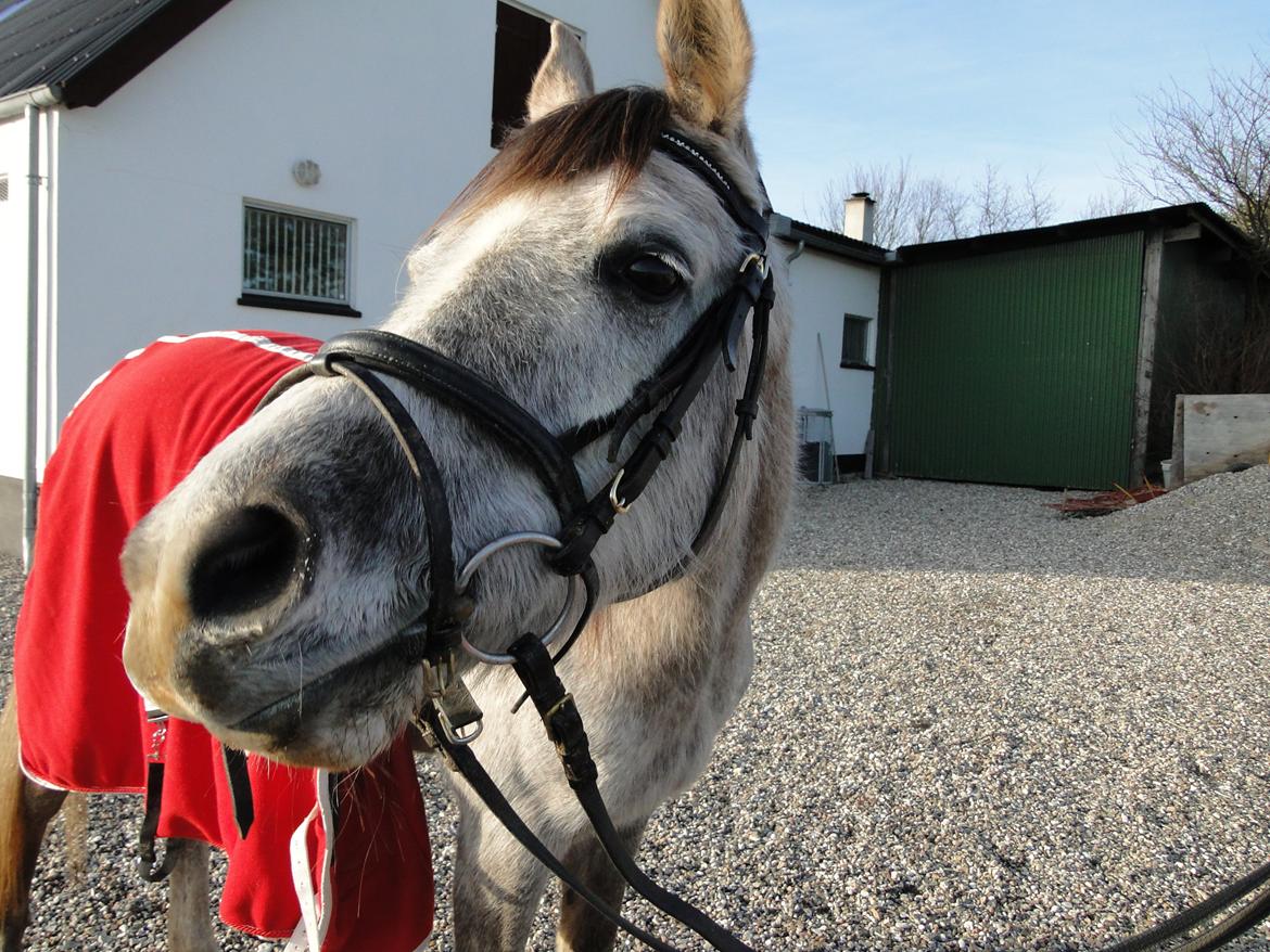 forskellige billeder af Fantasy<3 billede 38