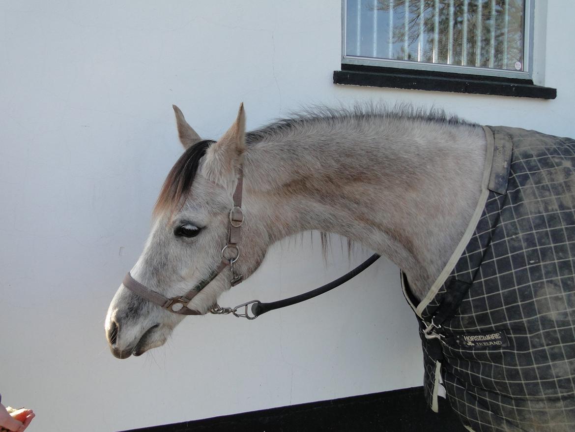 forskellige billeder af Fantasy<3 billede 40