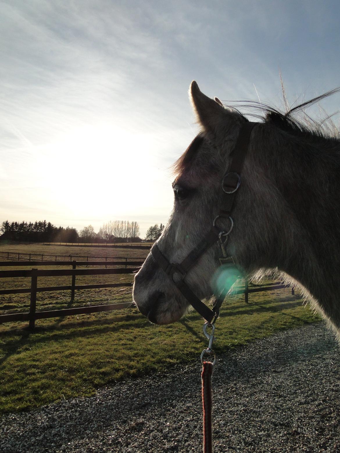 forskellige billeder af Fantasy<3 billede 42