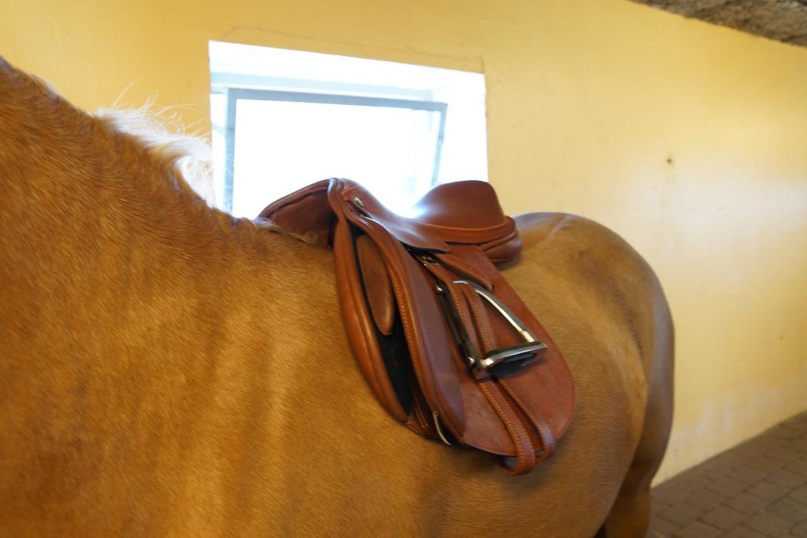 Santa Cruz springsadel billede 2