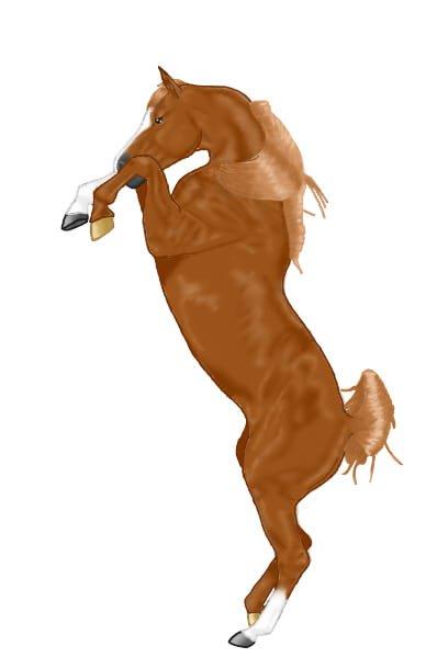 Lidt forskellige heste tegninger. - En rød araber hest billede 5