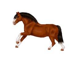 Lidt forskellige heste tegninger. - Min første hest i sai billede 7