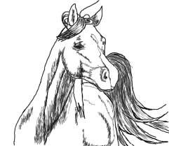 Lidt forskellige heste tegninger. - En araber billede 25