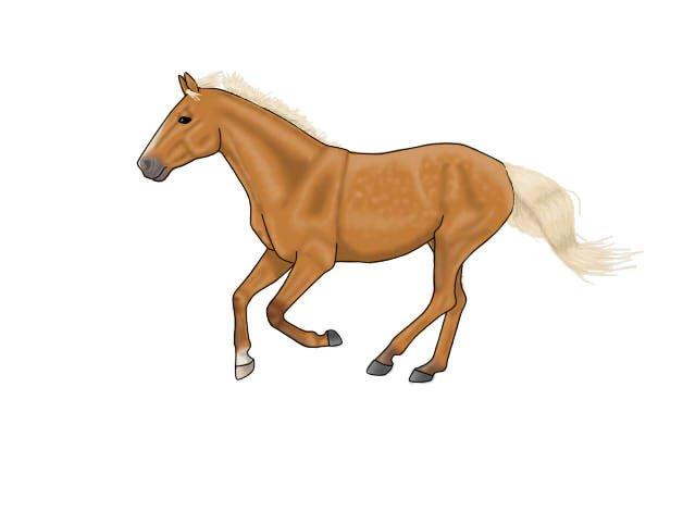 Lidt forskellige heste tegninger. - Til best friends forever<3<3 i love you
Fredens H-Connection billede 1