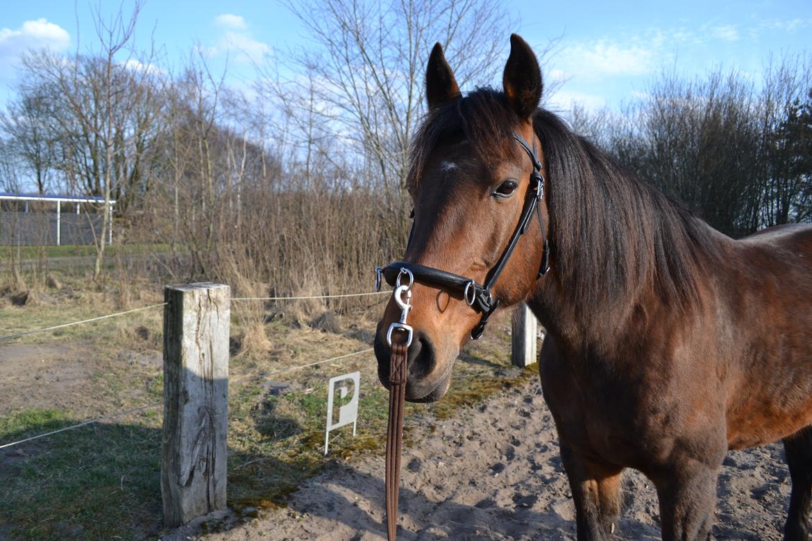 Vores billedebog. - Der er sket meget her på det sidste. Vi har fået en ny kapsun (billedet), og vi havde bestilt vores første akademiske træning.. Men d. 10/5 havde jeg kiropraktor ude, og ja... dette bliver hans sidste sommer.. Hans spat er blevet værre og værre.. billede 81