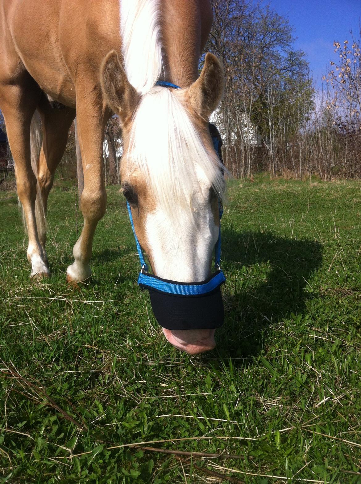 Solskoldet mule - Gå væk! billede 3