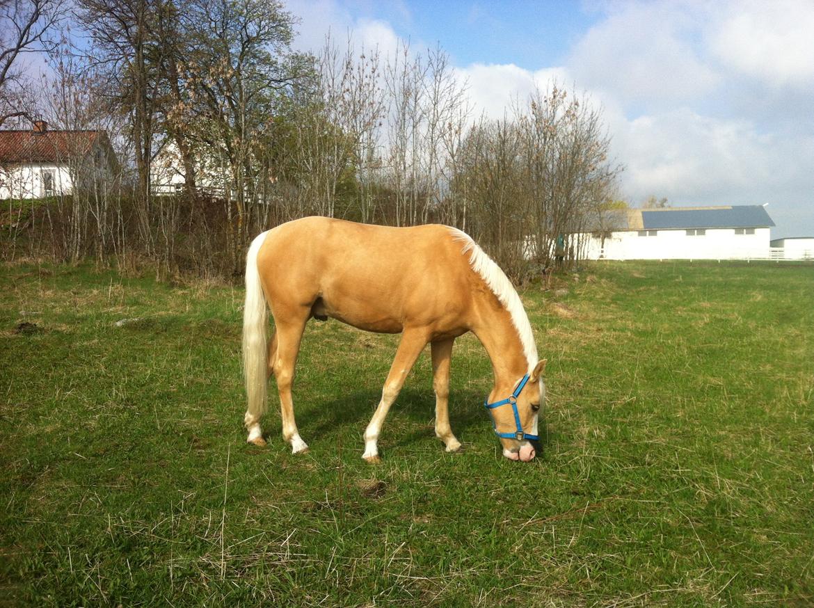 Solskoldet mule - Gå væk! billede 4