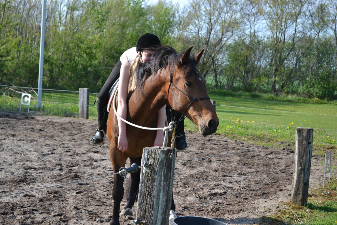Vores billedebog. - Første gang vi skridter i rebgrimen. Søde hest <3 billede 82