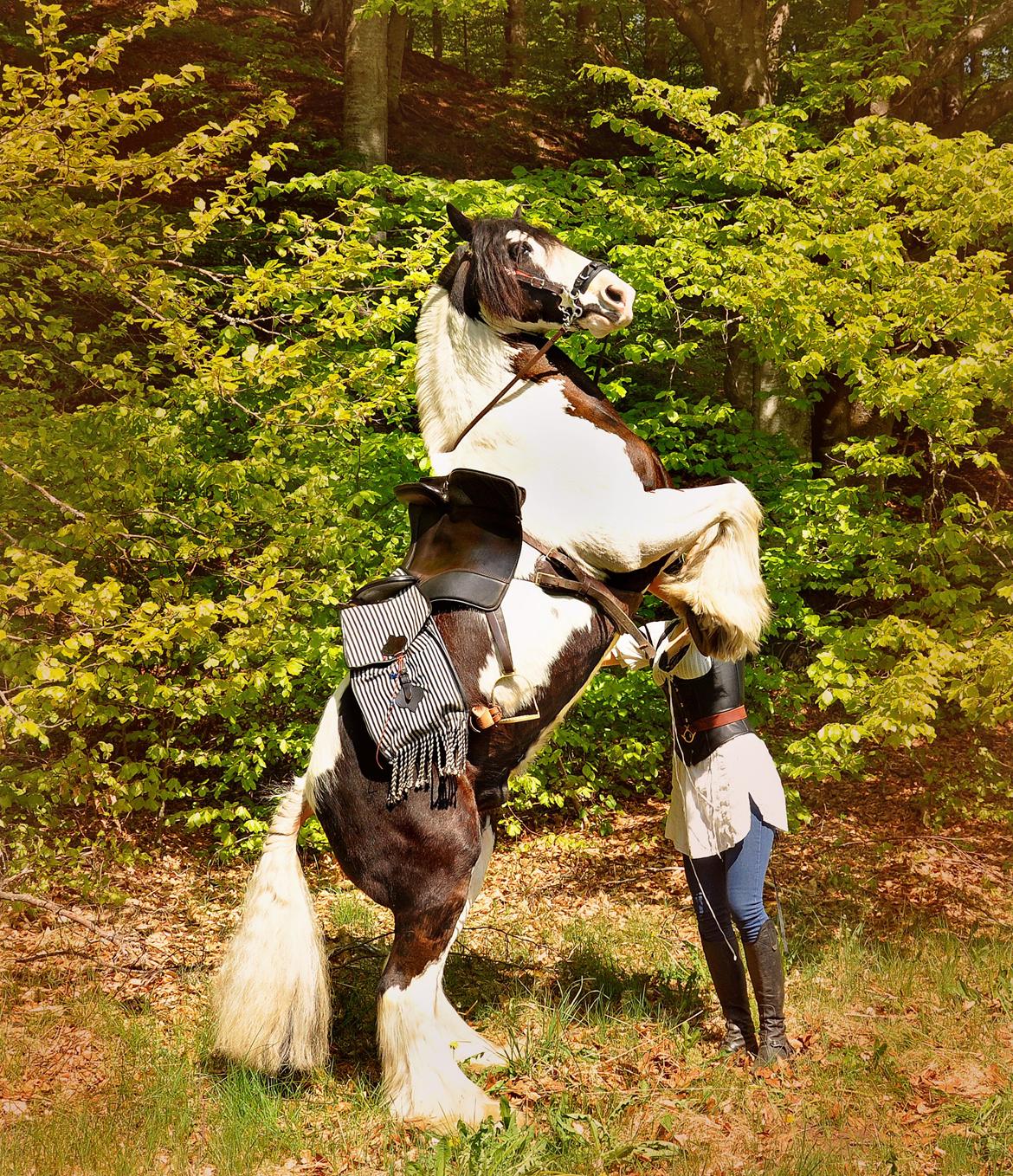 My Fairytale.. - rejst og fin, pessade godt løft til og med i forbenene billede 3