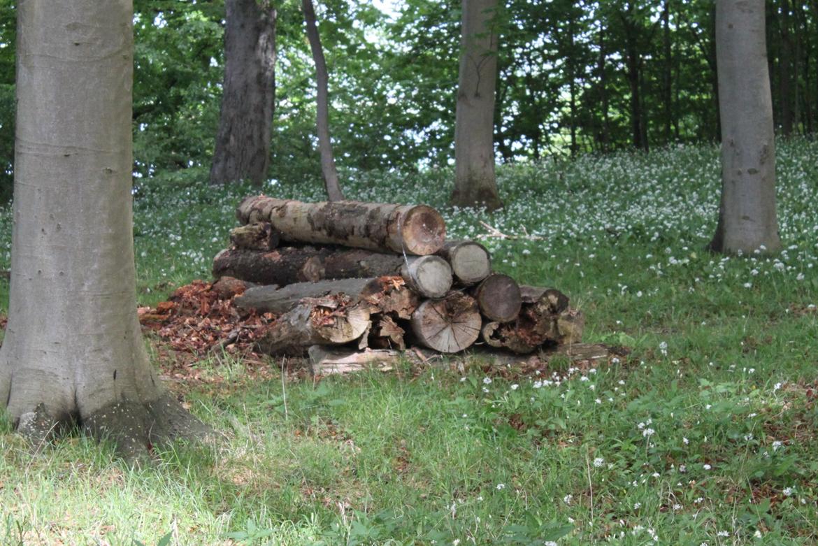 Jagt i Bognæs :) billede 20