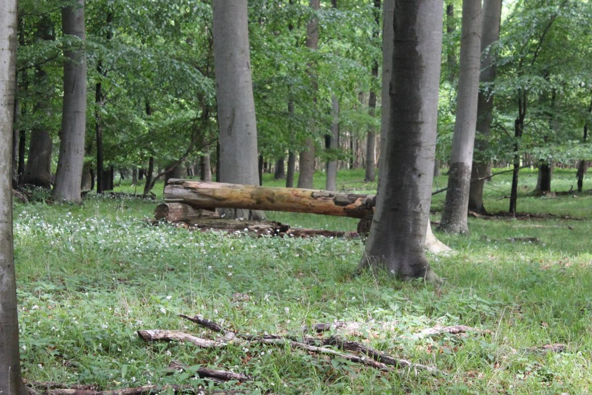 Jagt i Bognæs :) billede 21