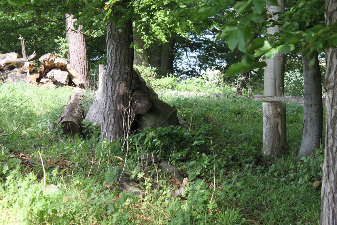 Jagt i Bognæs :) billede 22