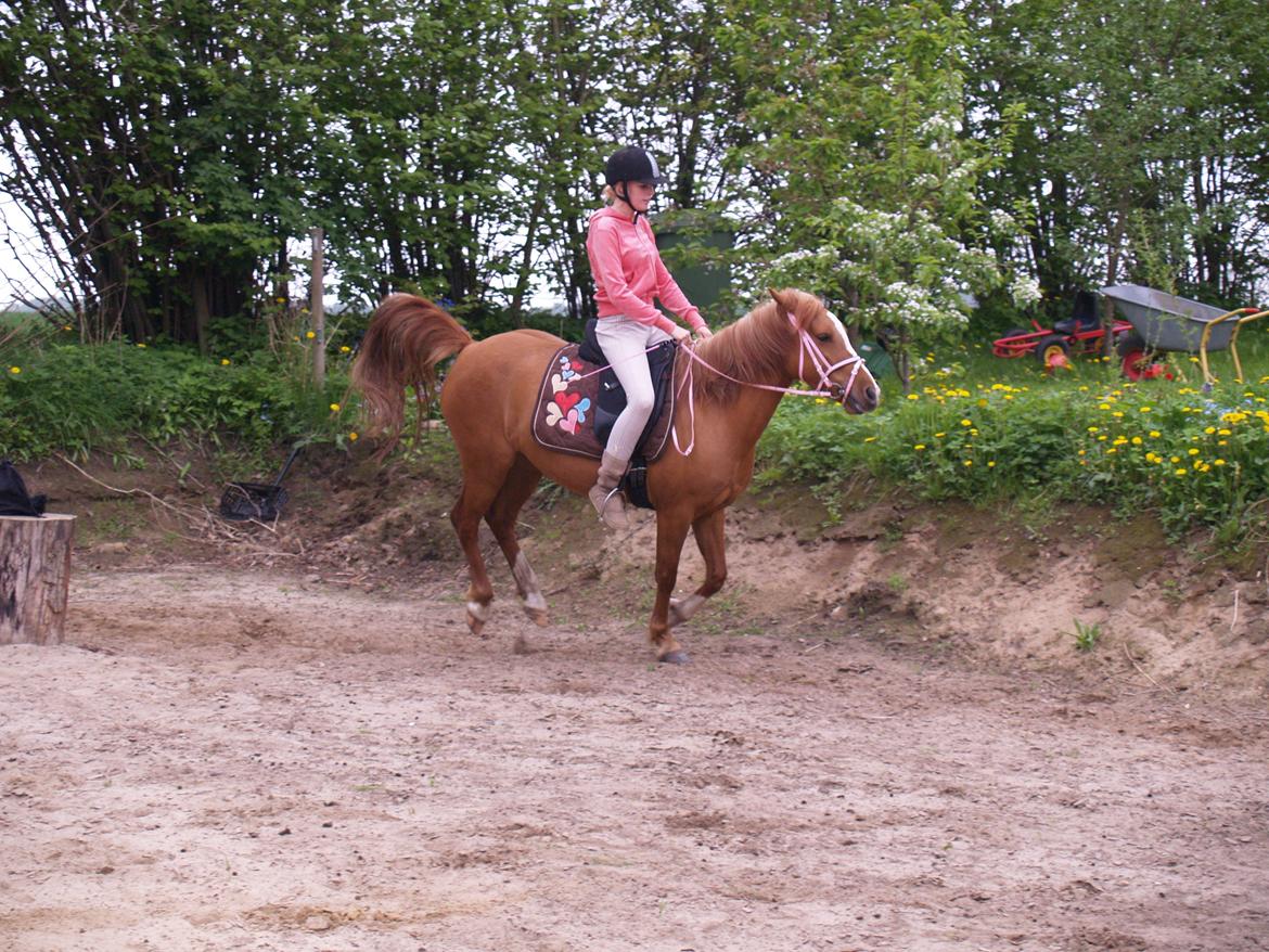 "Min vildhest er bedst" billede 2