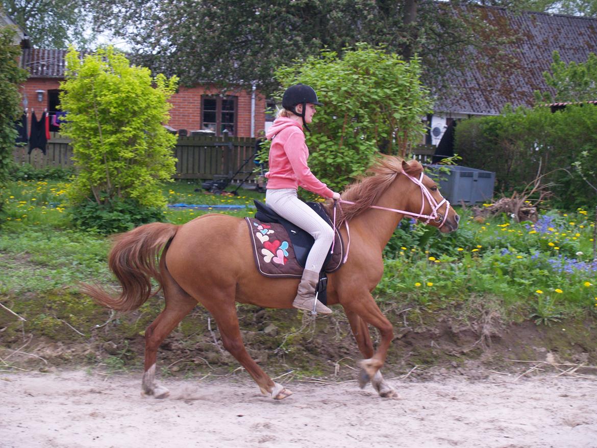 "Min vildhest er bedst" billede 3