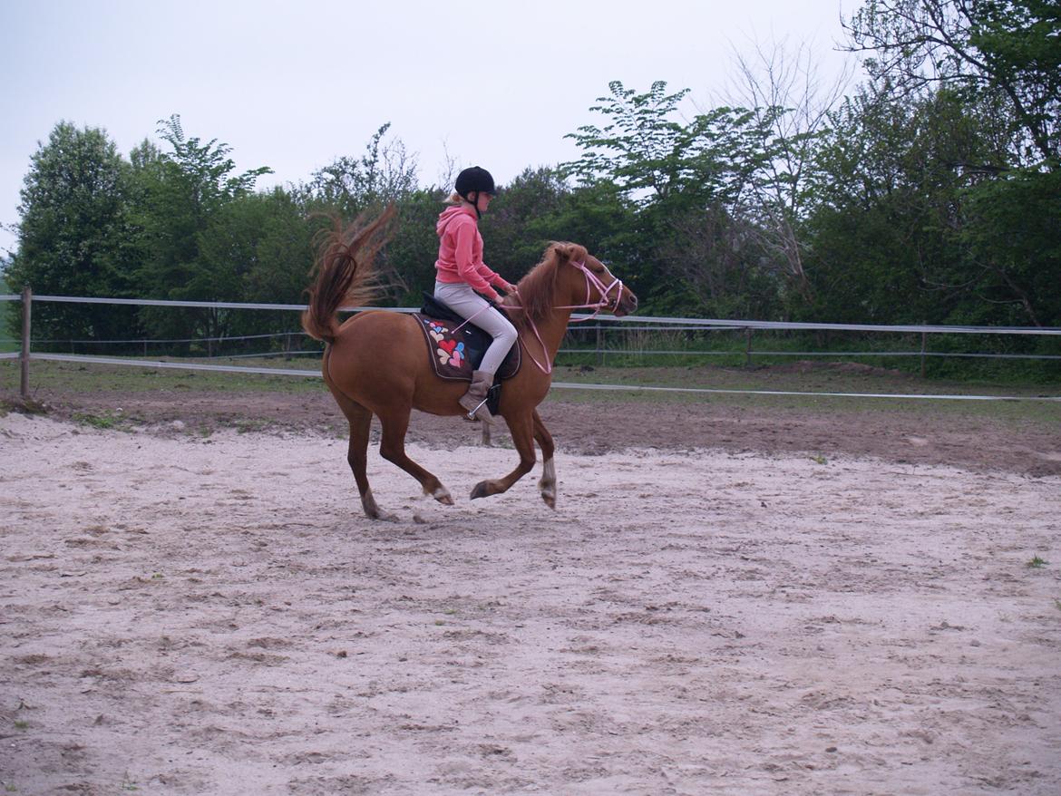 "Min vildhest er bedst" billede 4