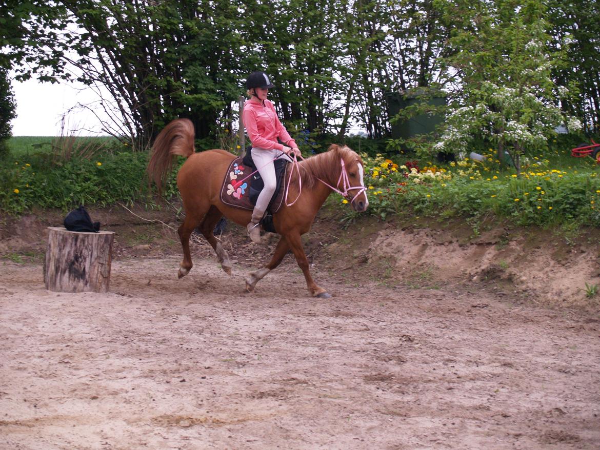 "Min vildhest er bedst" billede 1