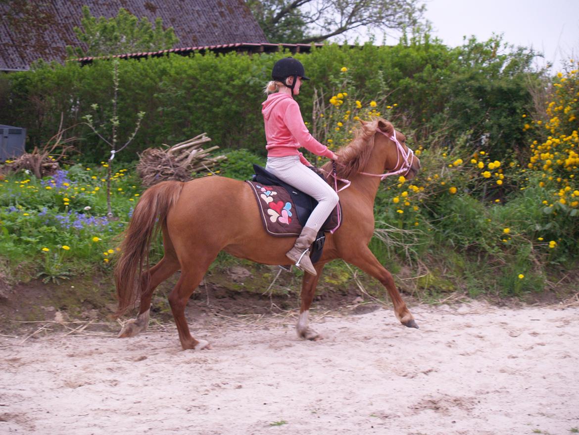 "Min vildhest er bedst" billede 6