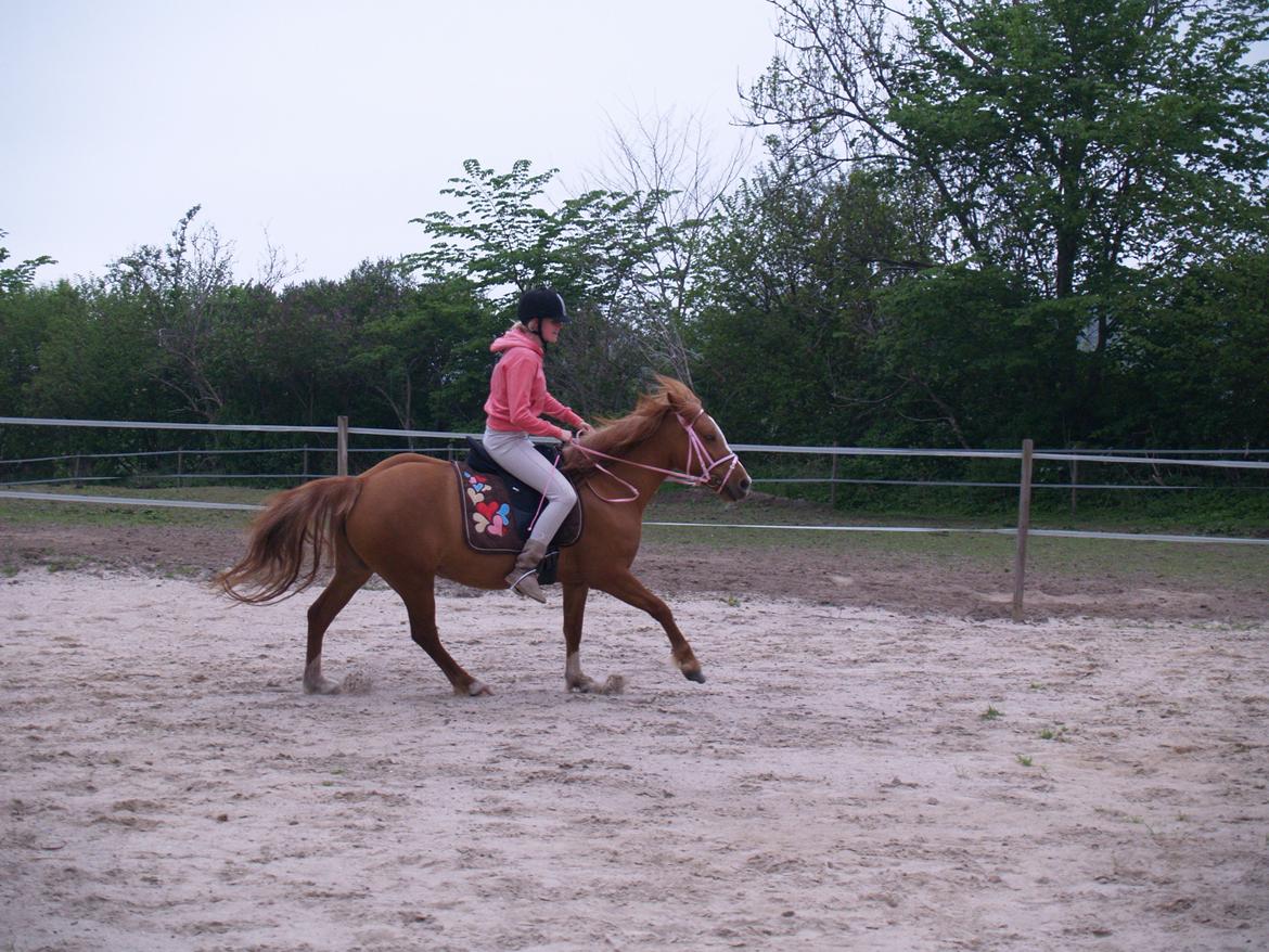 "Min vildhest er bedst" billede 7