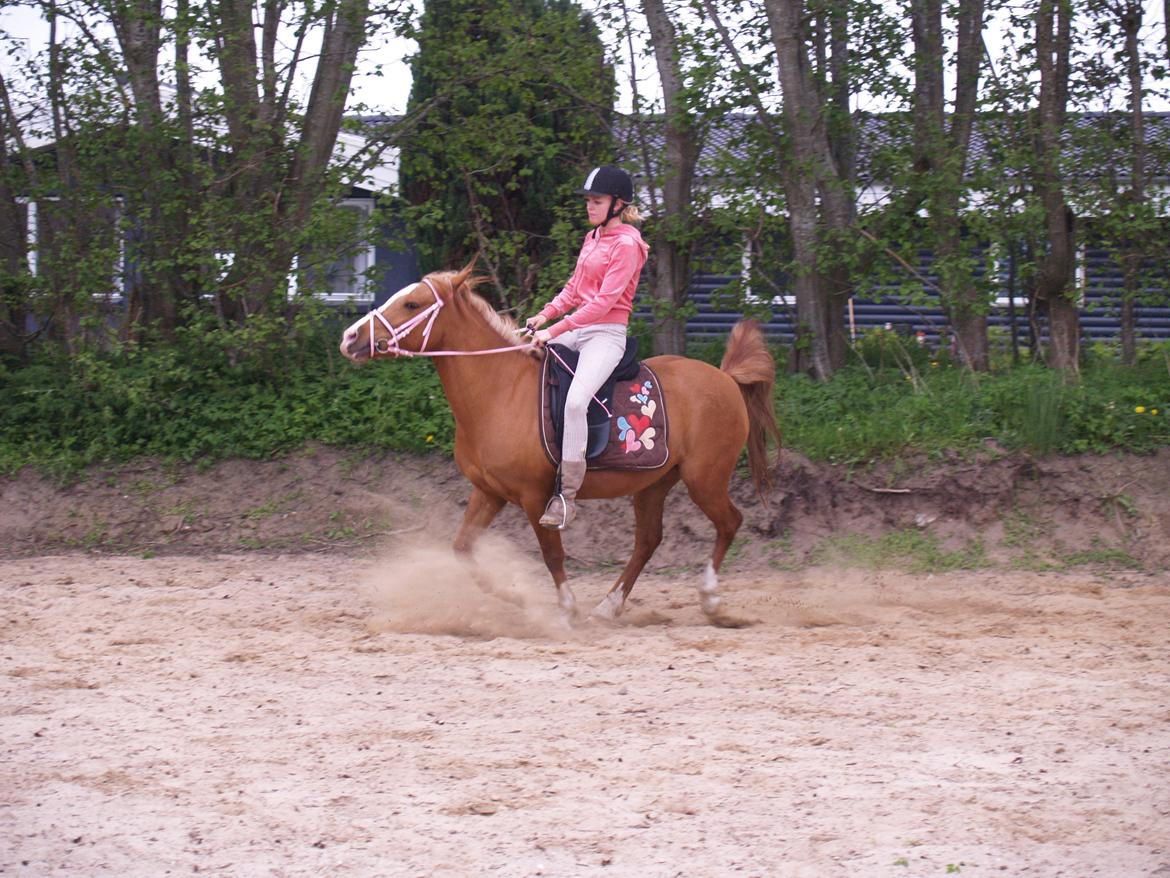 "Min vildhest er bedst" billede 8