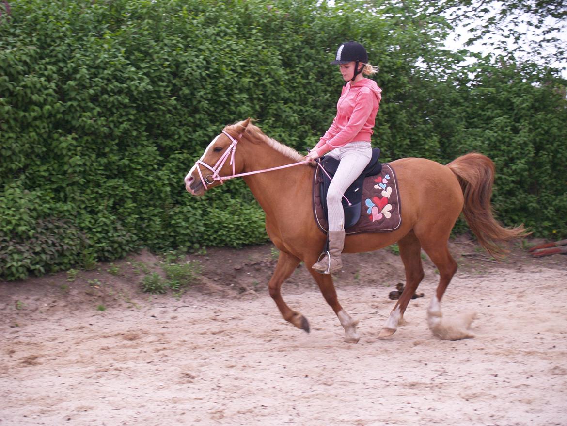 "Min vildhest er bedst" billede 9