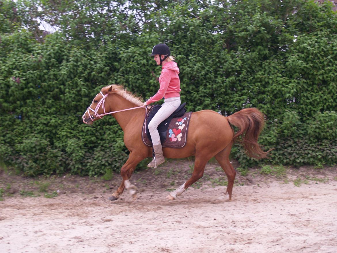 "Min vildhest er bedst" billede 10