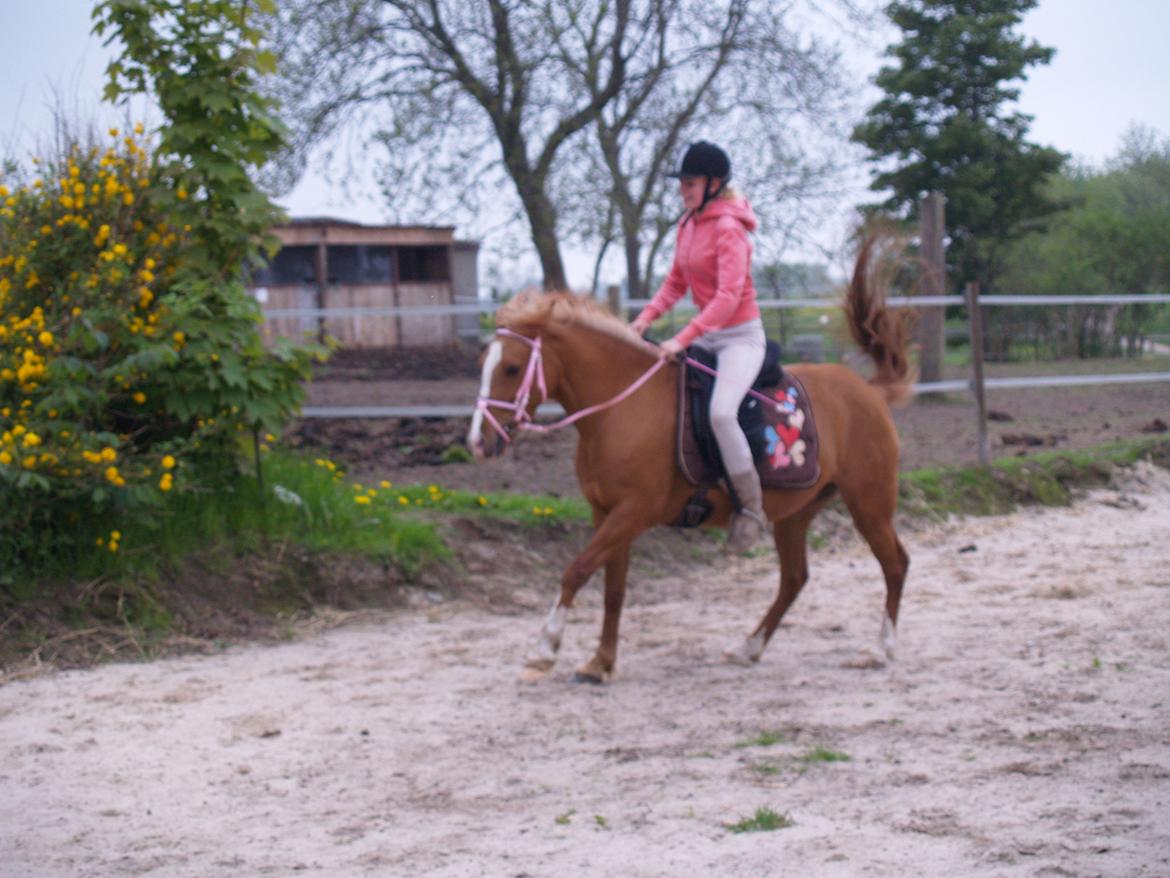 "Min vildhest er bedst" billede 13