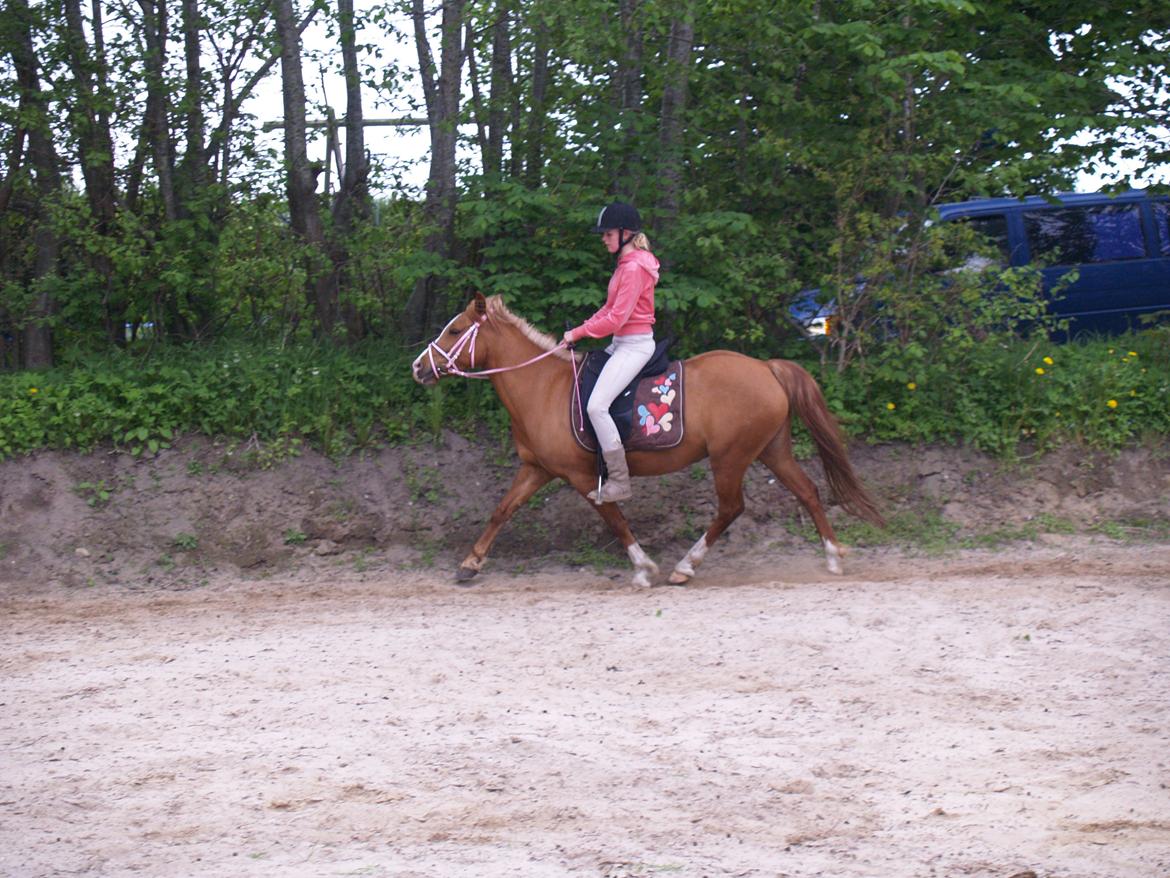 "Min vildhest er bedst" billede 14