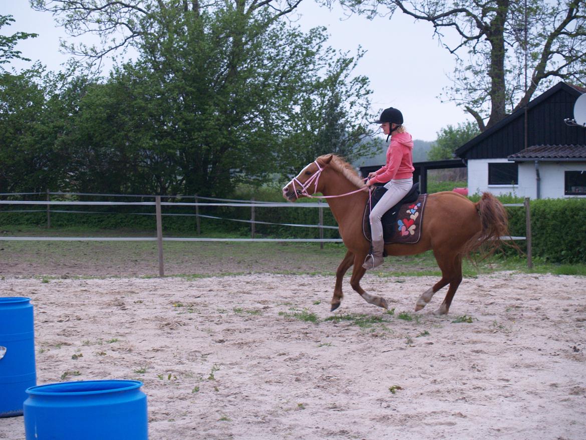 "Min vildhest er bedst" billede 16