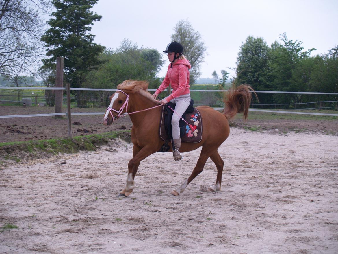 "Min vildhest er bedst" billede 18