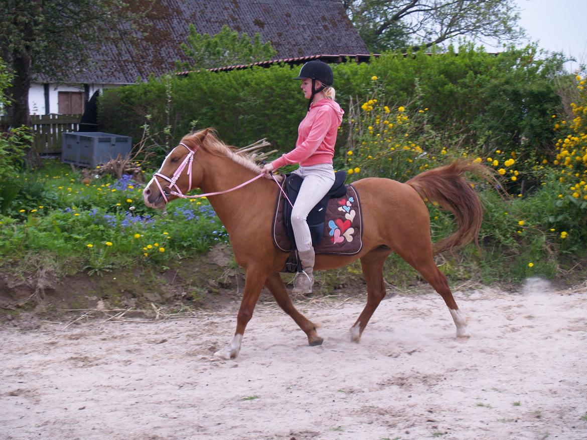 "Min vildhest er bedst" billede 19