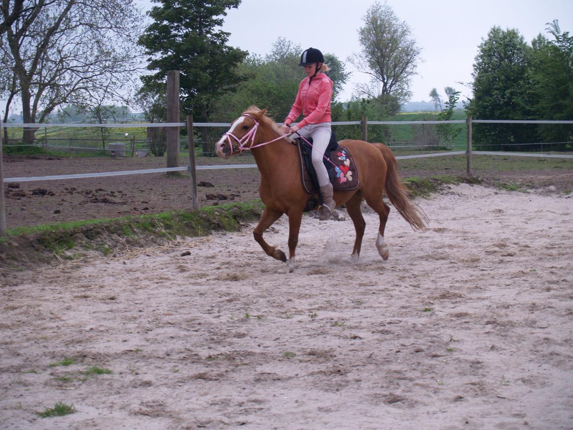 "Min vildhest er bedst" billede 20