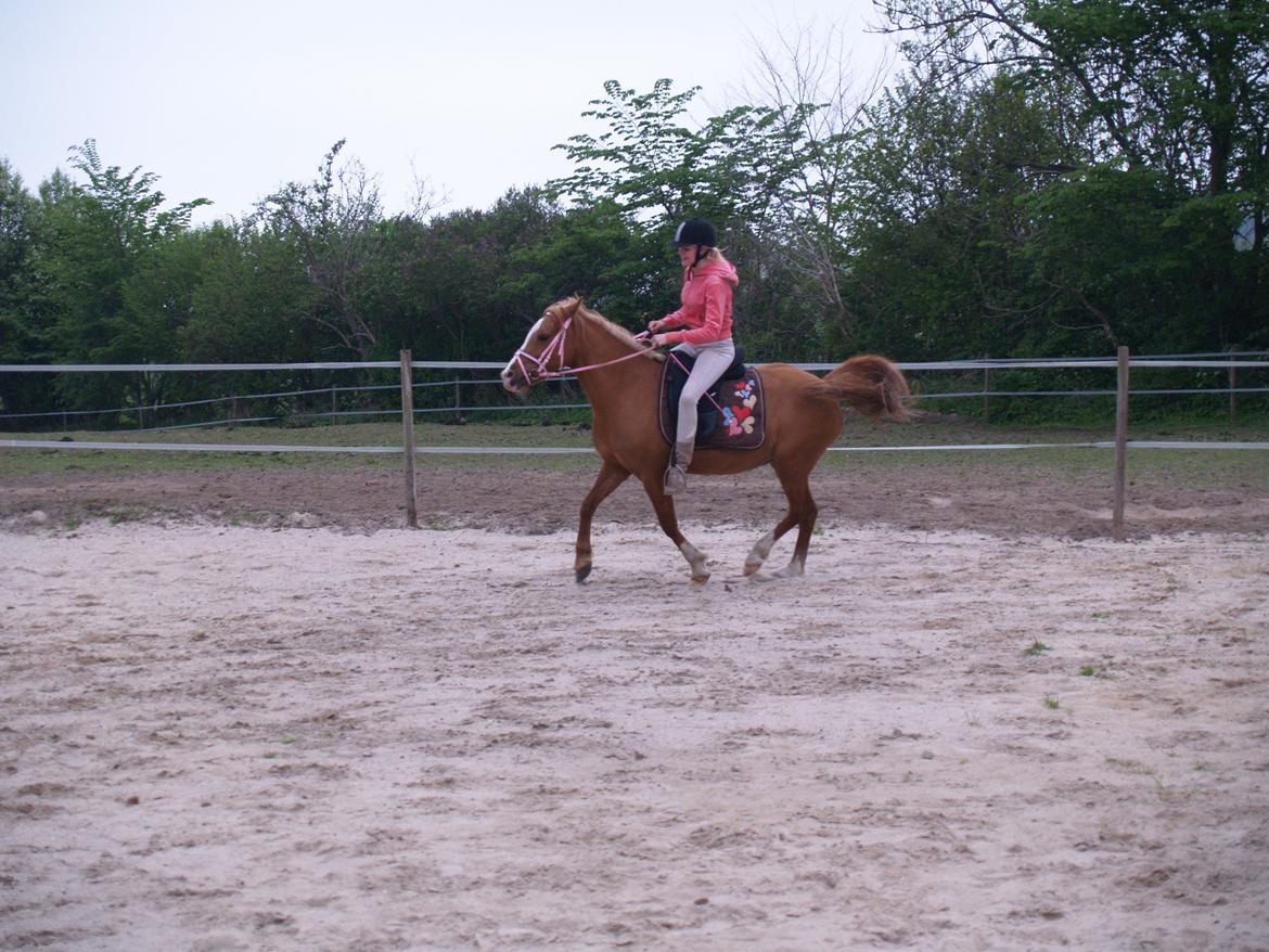 "Min vildhest er bedst" billede 21